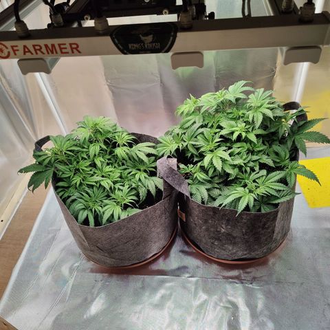 Arjan's Haze #3 growlog photo: After defoliated 