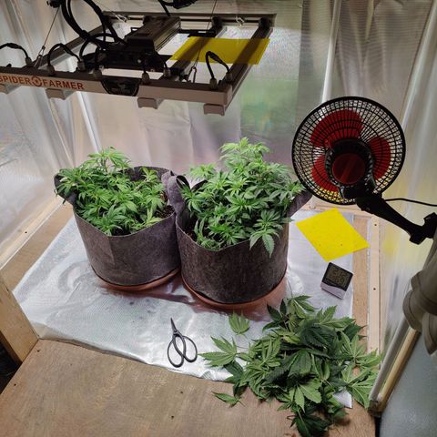 Arjan's Haze #3 growlog photo: After Trim! Evening water and trim! 