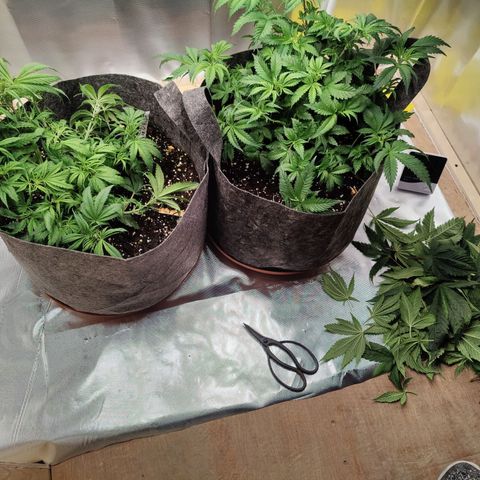 Arjan's Haze #3 growlog photo: After Trim! Evening water and trim! 