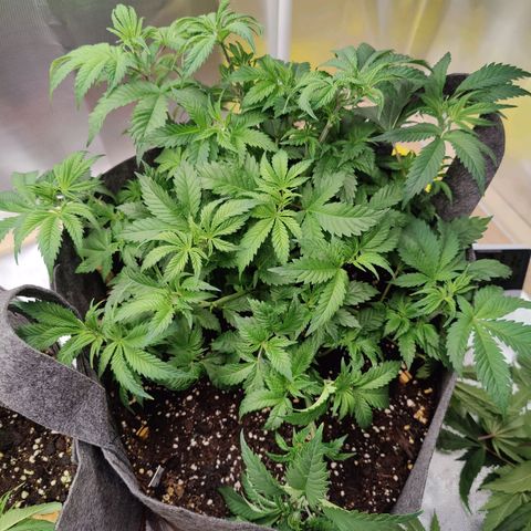 Arjan's Haze #3 growlog photo: After Trim! Evening water and trim! 