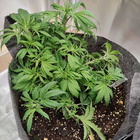 Arjan's Haze #3 growlog photo: After Trim! Evening water and trim! 