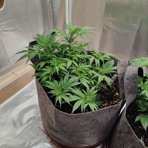 Arjan's Haze #3 growlog photo: Afternoon photos... 