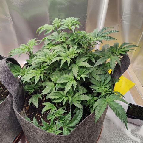 Arjan's Haze #3 growlog photo: Afternoon photos... 