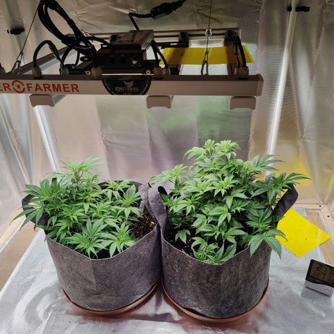 Arjan's Haze #3 growlog photo: Afternoon photos... 