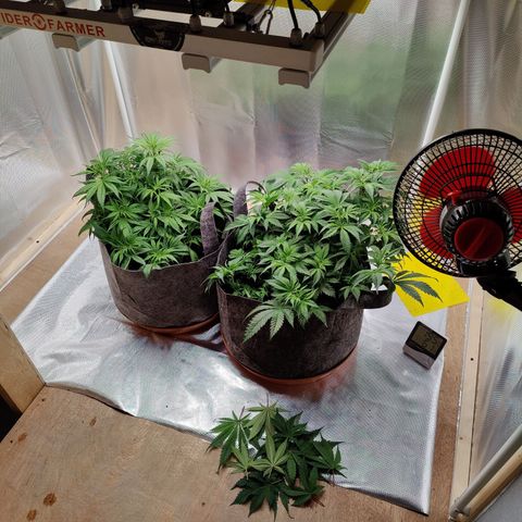 Arjan's Haze #3 growlog photo: Happy with the growth so far.
Aryan haze is cathcing up now after raised the light.
