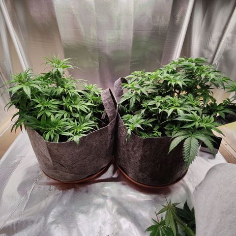 Arjan's Haze #3 growlog photo: Happy with the growth so far.
Aryan haze is cathcing up now after raised the light.
