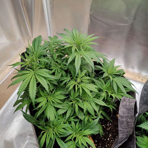 Arjan's Haze #3 growlog photo: Happy with the growth so far.
Aryan haze is cathcing up now after raised the light.

