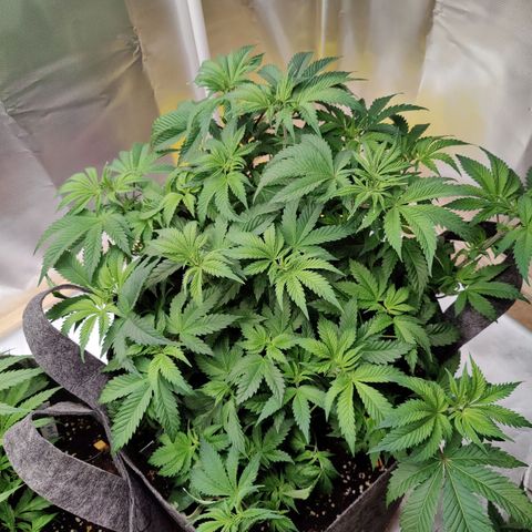 Arjan's Haze #3 growlog photo: Happy with the growth so far.
Aryan haze is cathcing up now after raised the light.
