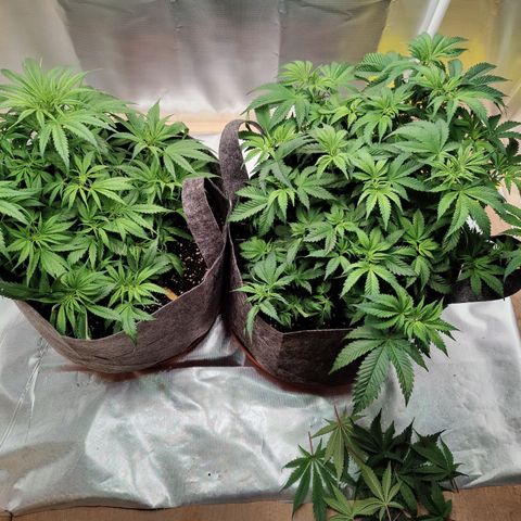 Arjan's Haze #3 growlog photo: Happy with the growth so far.
Aryan haze is cathcing up now after raised the light.

