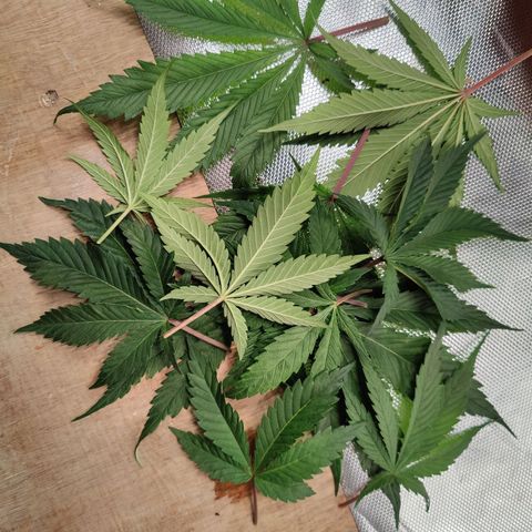 Arjan's Haze #3 growlog photo: Defoliated twice as much in the photi again today. 