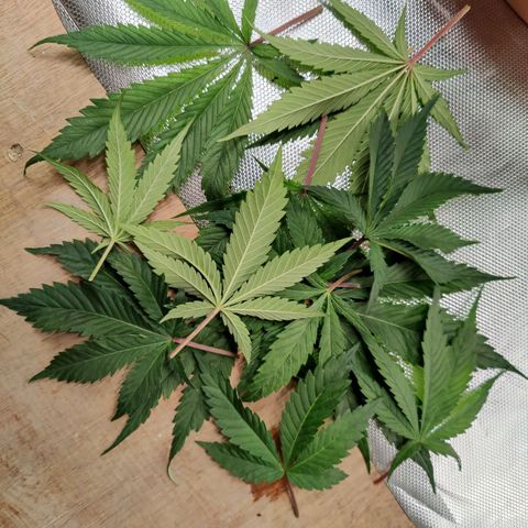 Arjan's Haze #3 growlog photo: Defoliated twice as much in the photi again today. 