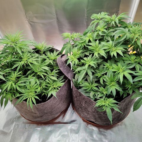Arjan's Haze #3 growlog photo: Day 30, week 5
