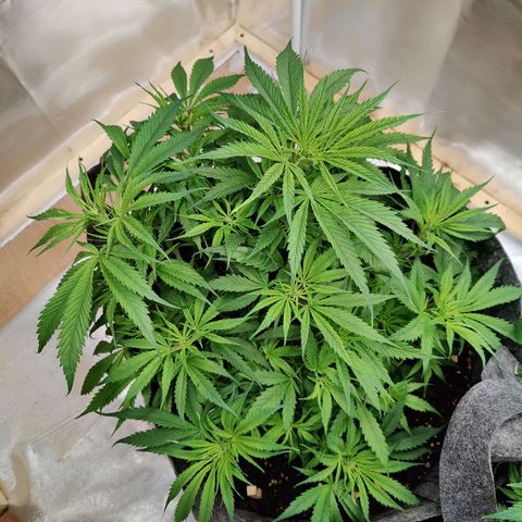 Arjan's Haze #3 growlog photo: Day 30, week 5