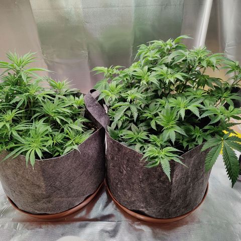 Arjan's Haze #3 growlog photo: Day 30, week 5