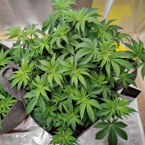 Arjan's Haze #3 growlog photo: Day 30, week 5