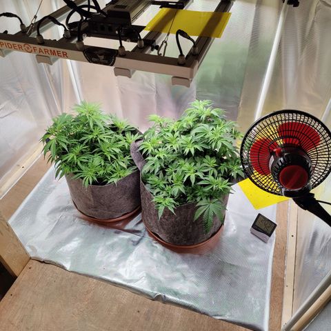 Arjan's Haze #3 growlog photo: Day 30, week 5