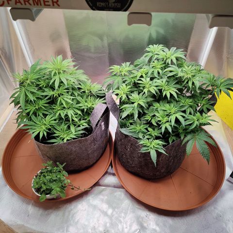 Arjan's Haze #3 growlog photo: Today I finally found the time to buy bigger trays for the pots as the others were too small to hold any water. (pictures of old and new trays here) 