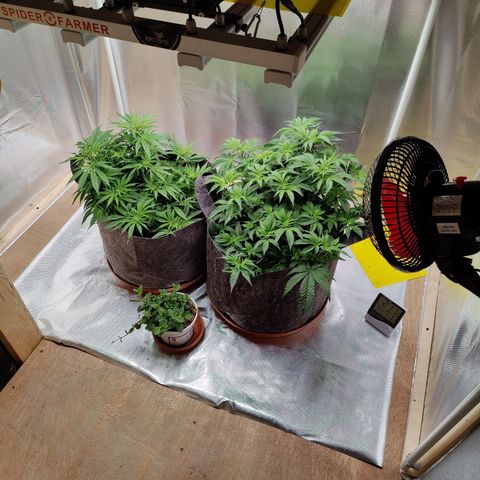 Arjan's Haze #3 growlog photo: Today I finally found the time to buy bigger trays for the pots as the others were too small to hold any water. (pictures of old and new trays here) 