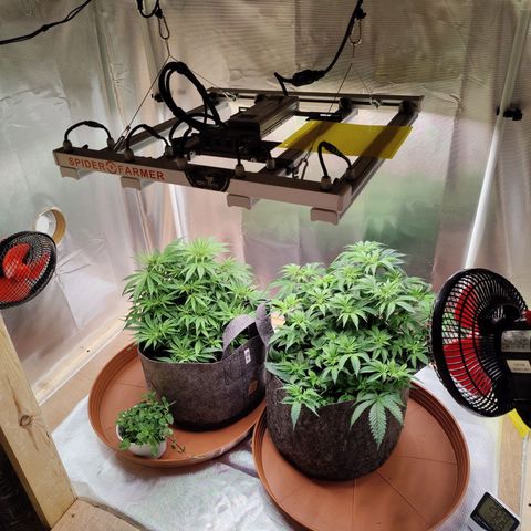 Arjan's Haze #3 growlog photo: Today I finally found the time to buy bigger trays for the pots as the others were too small to hold any water. (pictures of old and new trays here) 