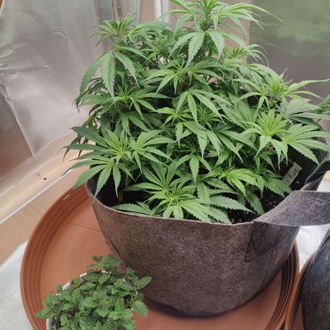 Arjan's Haze #3 growlog photo: Day 35 - Weekn5 😍
 Finally reaching some height! 