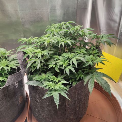 Arjan's Haze #3 growlog photo: Day 35 - Weekn5 😍
 Finally reaching some height! 