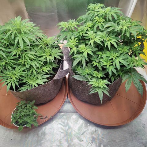 Arjan's Haze #3 growlog photo: Day 35 - Weekn5 😍
 Finally reaching some height! 