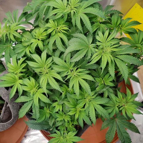 Arjan's Haze #3 growlog photo: Morning Day 32