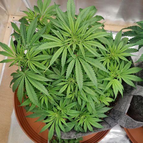 Arjan's Haze #3 growlog photo: Morning Day 32