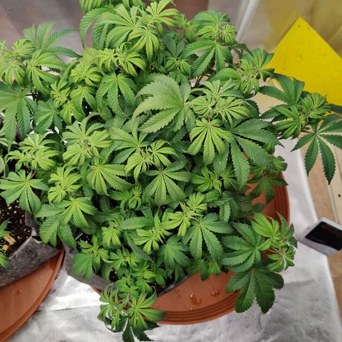 Super Lemon Haze growlog photo: End of week 5 - watered again 6L between 2 but this time I skiped Vega and did only Flores.
Always getting higher and closer to flower