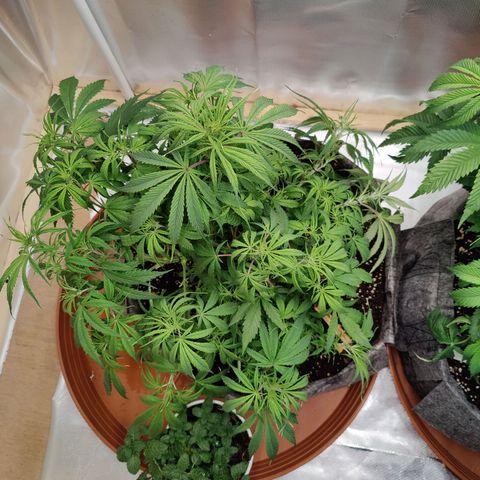 Arjan's Haze #3 growlog photo: End of week 5 - watered again 6L between 2 but this time I skiped Vega and did only Flores.
Always getting higher and closer to flower