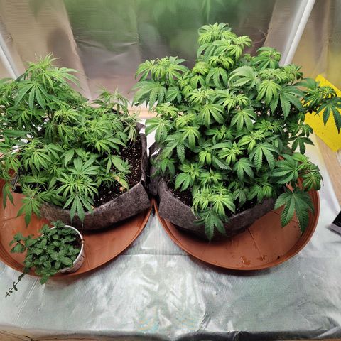 Arjan's Haze #3 growlog photo: End of week 5 - watered again 6L between 2 but this time I skiped Vega and did only Flores.
Always getting higher and closer to flower