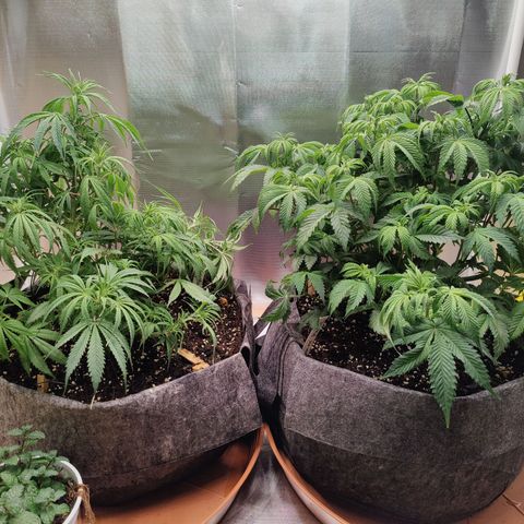 Super Lemon Haze growlog photo: End of week 5 - watered again 6L between 2 but this time I skiped Vega and did only Flores.
Always getting higher and closer to flower