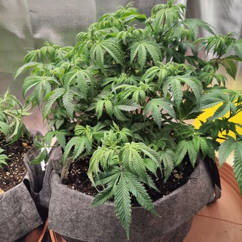 Super Lemon Haze growlog photo: End of week 5 - watered again 6L between 2 but this time I skiped Vega and did only Flores.
Always getting higher and closer to flower