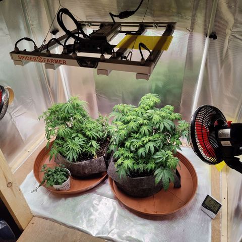 Arjan's Haze #3 growlog photo: Rh stable at 70..bit high but with no intake and very low exaust speed.
Temp stable at 21°C
Increased a bit the light up to 80% now. 