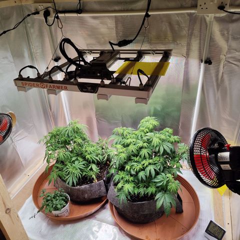 Arjan's Haze #3 growlog photo: Rh stable at 70..bit high but with no intake and very low exaust speed.
Temp stable at 21°C
Increased a bit the light up to 80% now. 
