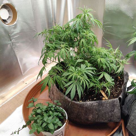 Arjan's Haze #3 growlog timeline photo
