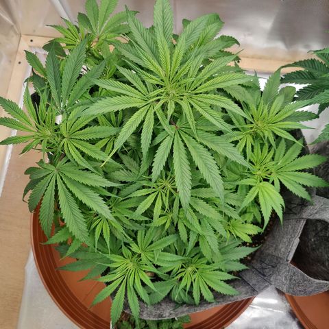 Arjan's Haze #3 growlog timeline photo