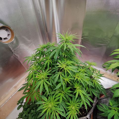 Arjan's Haze #3 growlog photo: Plants back up after yesterday's water/nutes! 