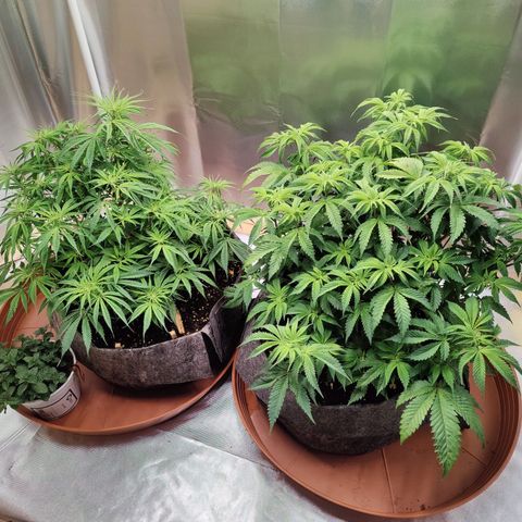 Arjan's Haze #3 growlog photo: Plants back up after yesterday's water/nutes! 
