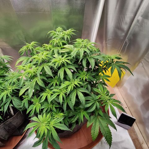 Arjan's Haze #3 growlog photo: Plants back up after yesterday's water/nutes! 