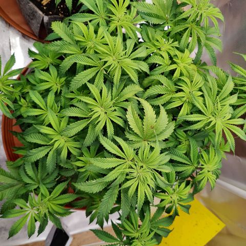 Arjan's Haze #3 growlog photo: Plants back up after yesterday's water/nutes! 