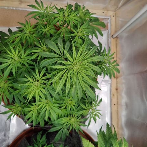 Arjan's Haze #3 growlog photo: Plants back up after yesterday's water/nutes! 