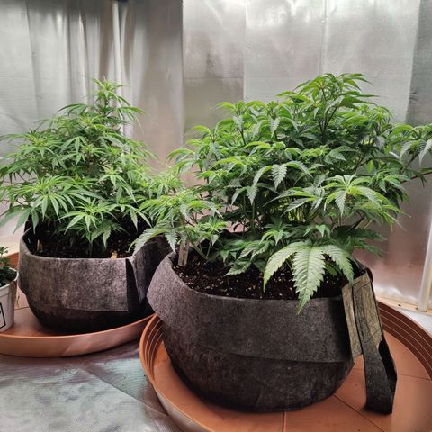 Arjan's Haze #3 growlog photo: Plants back up after yesterday's water/nutes! 