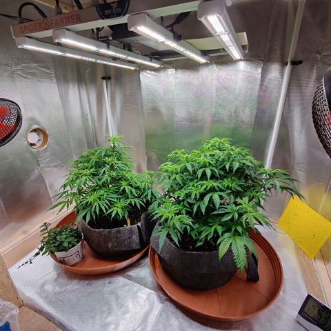 Arjan's Haze #3 growlog photo: Plants back up after yesterday's water/nutes! 