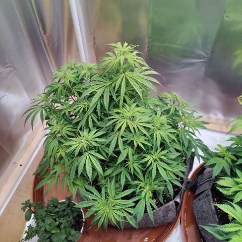 Arjan's Haze #3 growlog photo: Left them to dry well both this time and watered 4Ltrs each with 10ml Vega and 2.5ml Ryzho each.
Doubled the Vega as the Keminhaze was drying uo big fans from bottom mostly and I thing she was hungry.
This is the most I can mix with recomended level. 