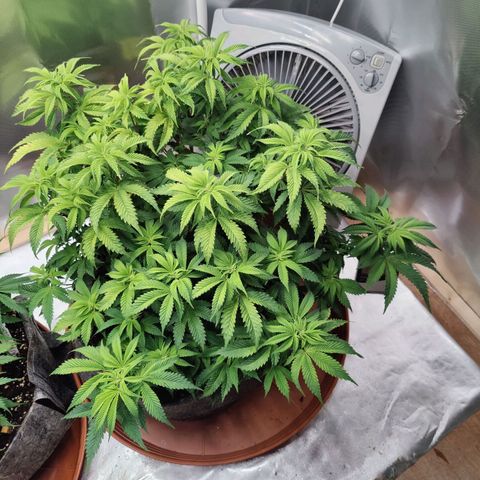 Arjan's Haze #3 growlog photo: Left them to dry well both this time and watered 4Ltrs each with 10ml Vega and 2.5ml Ryzho each.
Doubled the Vega as the Keminhaze was drying uo big fans from bottom mostly and I thing she was hungry.
This is the most I can mix with recomended level. 