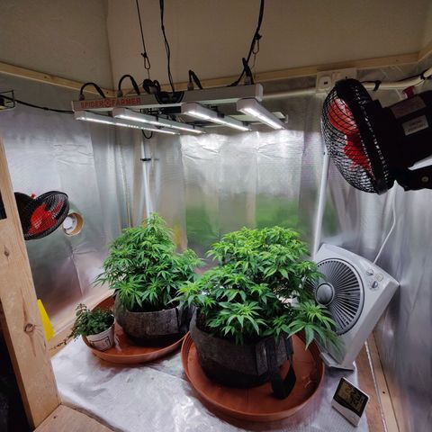 Arjan's Haze #3 growlog photo: Left them to dry well both this time and watered 4Ltrs each with 10ml Vega and 2.5ml Ryzho each.
Doubled the Vega as the Keminhaze was drying uo big fans from bottom mostly and I thing she was hungry.
This is the most I can mix with recomended level. 