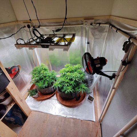 Arjan's Haze #3 growlog photo: Left them to dry well both this time and watered 4Ltrs each with 10ml Vega and 2.5ml Ryzho each.
Doubled the Vega as the Keminhaze was drying uo big fans from bottom mostly and I thing she was hungry.
This is the most I can mix with recomended level. 
