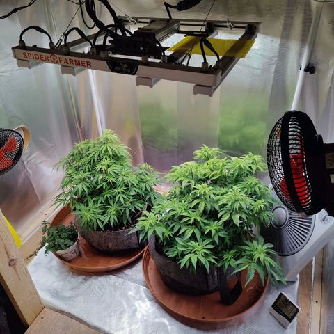 Arjan's Haze #3 growlog photo: Left them to dry well both this time and watered 4Ltrs each with 10ml Vega and 2.5ml Ryzho each.
Doubled the Vega as the Keminhaze was drying uo big fans from bottom mostly and I thing she was hungry.
This is the most I can mix with recomended level. 