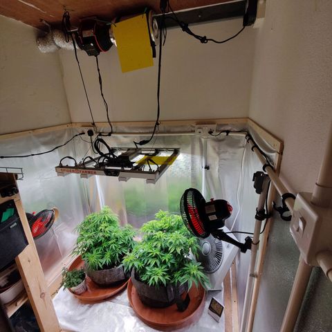 Arjan's Haze #3 growlog photo: Left them to dry well both this time and watered 4Ltrs each with 10ml Vega and 2.5ml Ryzho each.
Doubled the Vega as the Keminhaze was drying uo big fans from bottom mostly and I thing she was hungry.
This is the most I can mix with recomended level. 